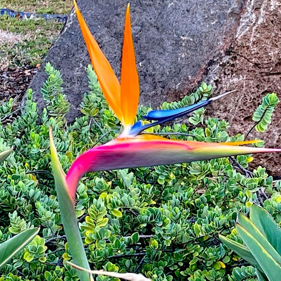 Meet your Posher, Renee’ - Picture 1 of 1